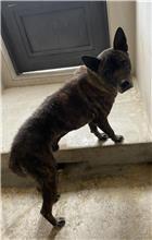 ミックス犬（オス・成犬・黒とトラ）、大型, 施設番号 …0D01
