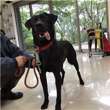 Black adult male mixed-breed dog, Medium, shelter no. …0209