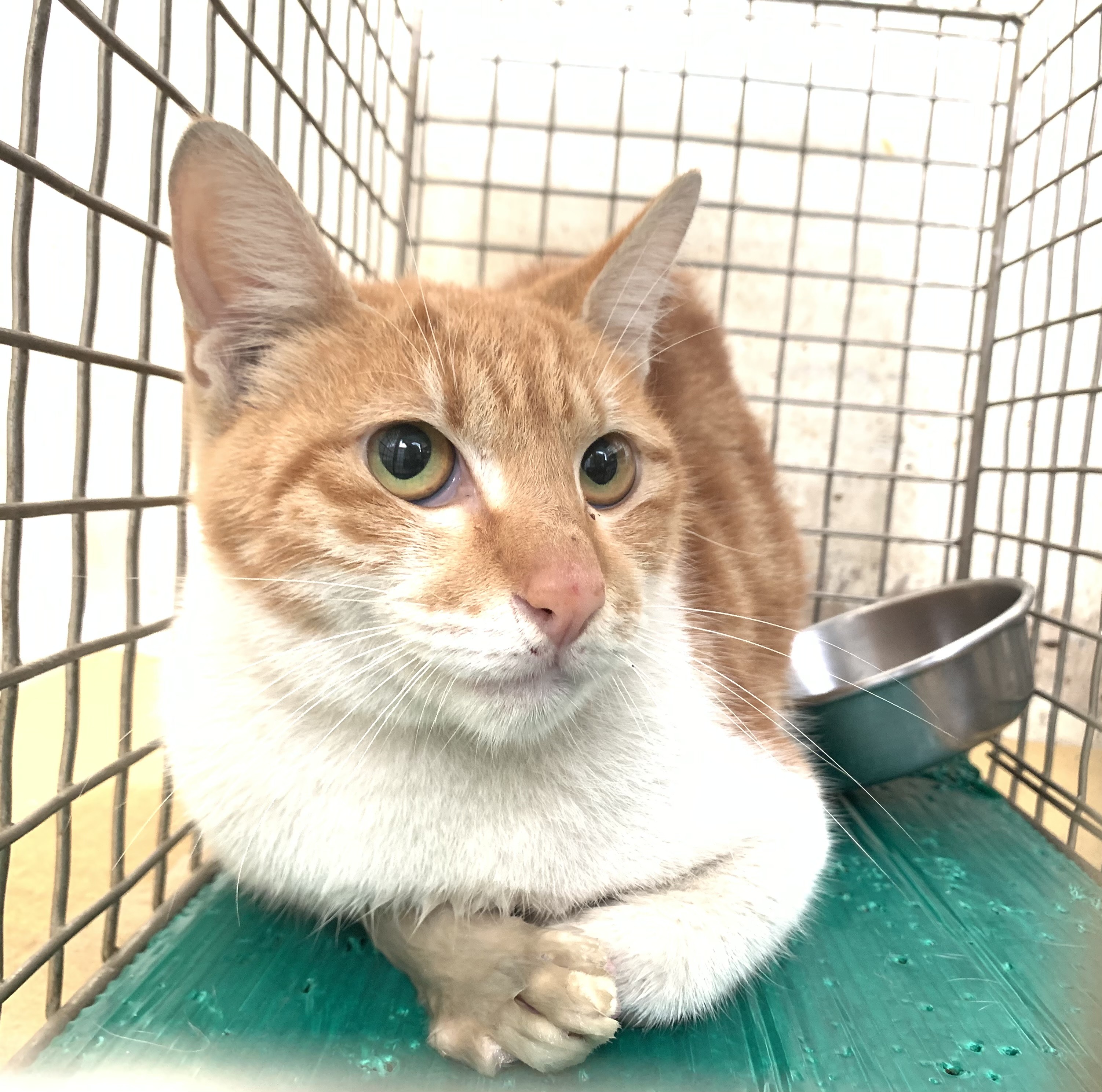 Adult female mixed-breed cat, Small, shelter no. …0404