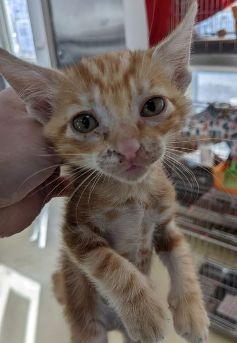 قطة هجينة (ذكر، صغير، عسلي ومخطط)، صغير, رقم الملجأ …1009. أقرب إلى الوجه.