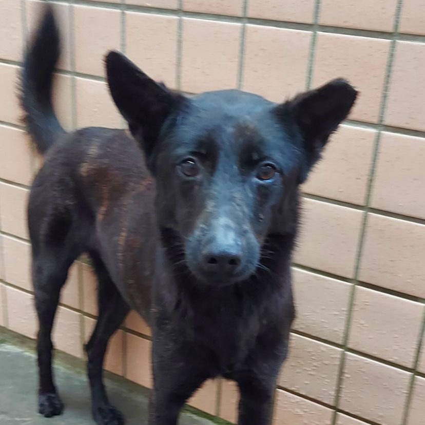 Black adult female mixed-breed dog, Medium, shelter no. …6001