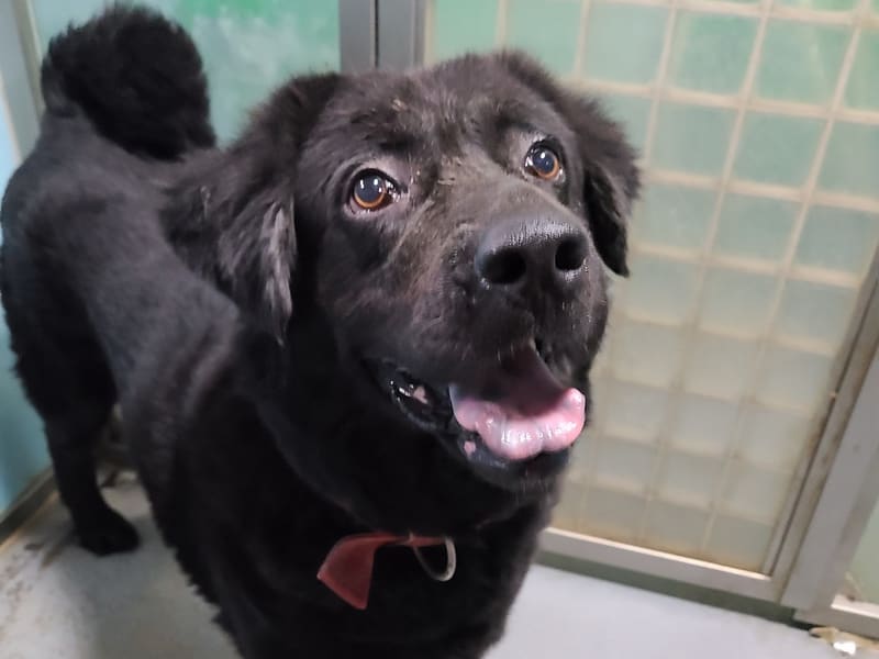 ミックス犬(メス・成犬・黒)、中型, 施設番号 …2602. 顔のアップです。