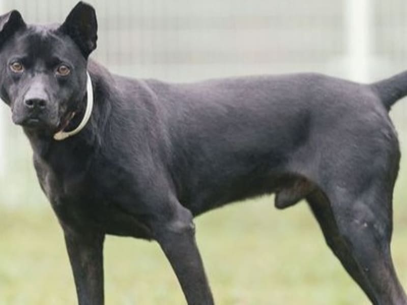 Perro mestizo macho adulto (negro), Grande, refugio n.º …2004. Todo el animal.