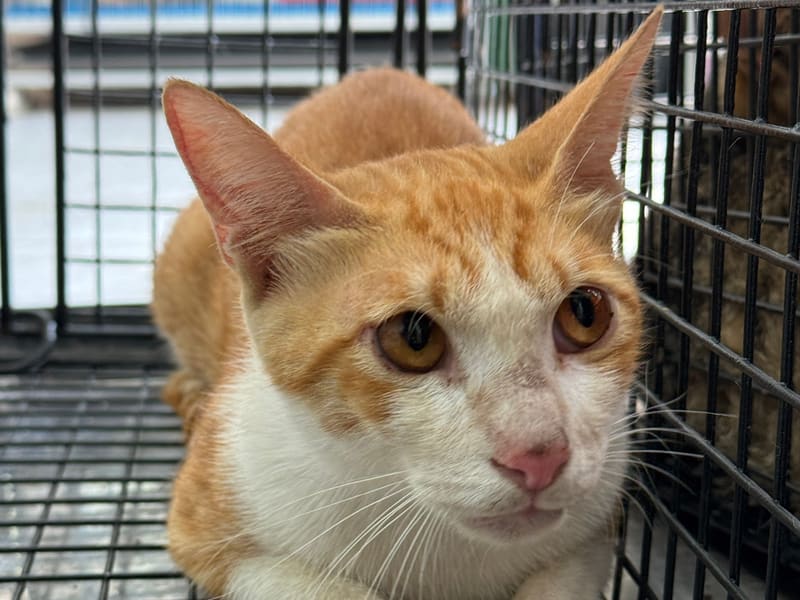 Gato mestizo macho adulto (canela y blanco), Mediano, refugio n.º …0016. Más cerca de la cara.