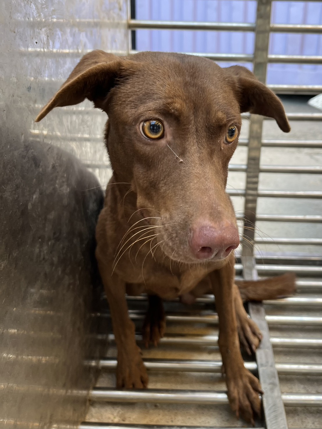 ミックス犬(メス・成犬・こげ茶)、中型, 施設番号 …3004