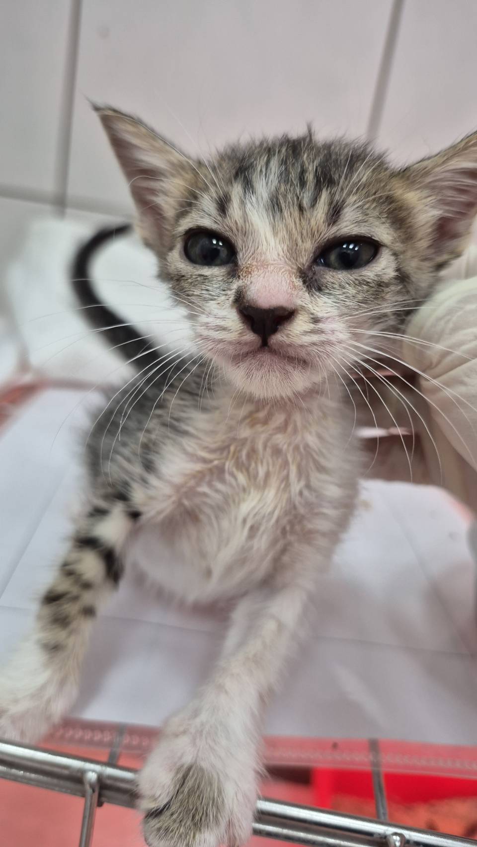 Tabby-and-white young female mixed-breed cat, Small, shelter no. …4004. Closer on the face.