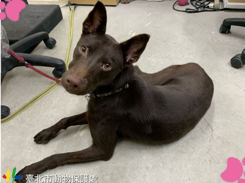 Brown young male mixed-breed dog, Small, shelter no. …0801. The whole animal.