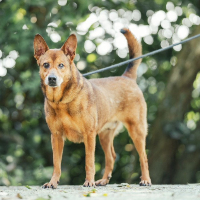 黄色成年公混种犬,中型, 收容编号 …0403. 脸部特写。
