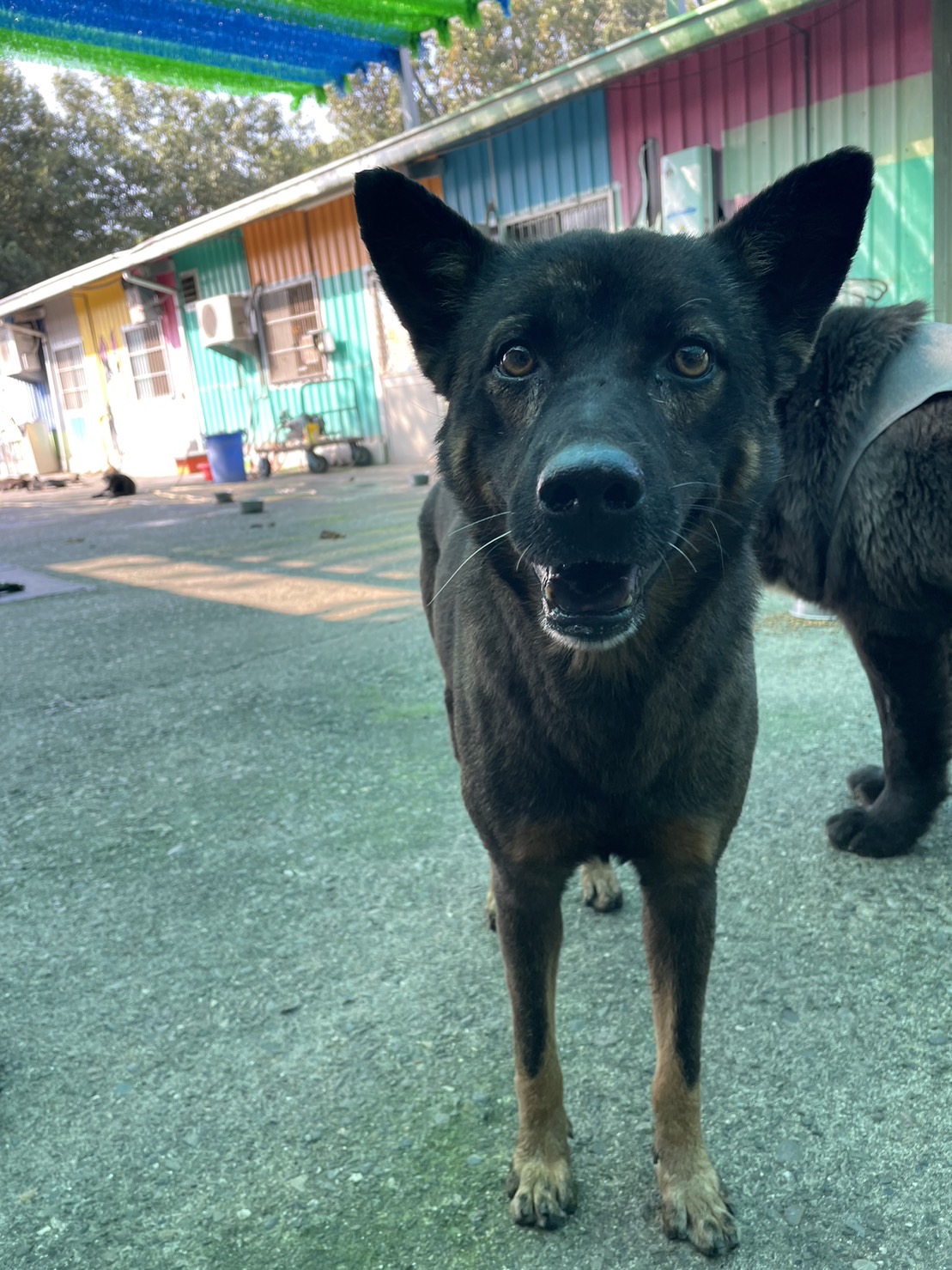 黑黄色成年公混种犬，中型, 收容编号 …3005