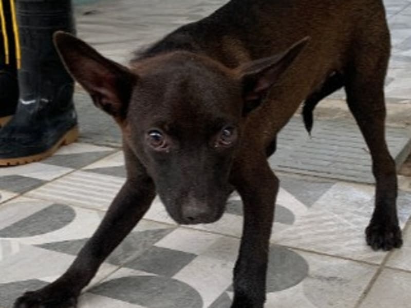 Perro mestizo macho adulto (negro), Grande, refugio n.º …7013. Más cerca de la cara.