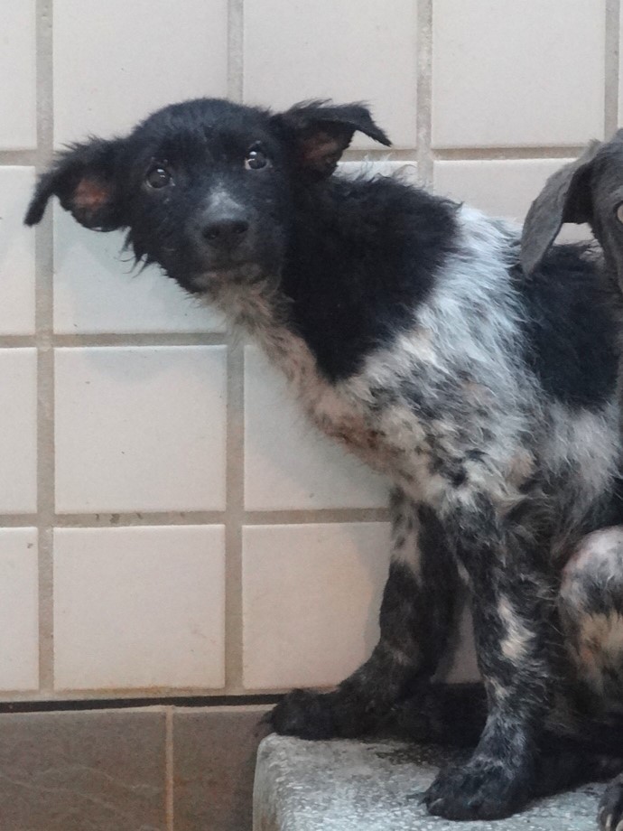 Chien croisé mâle jeune (noir et blanc), Moyen, refuge n° …1488. Tout l'animal.