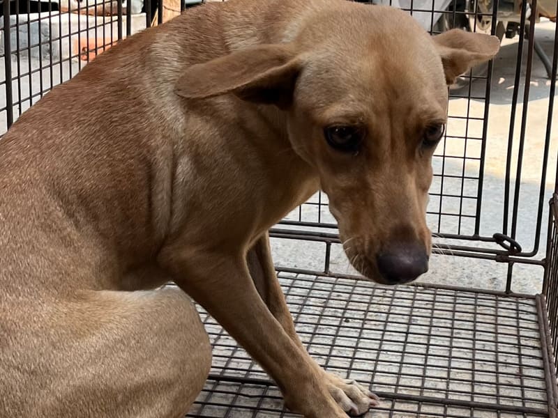 ミックス犬(メス・成犬・茶)、中型, 施設番号 …4003