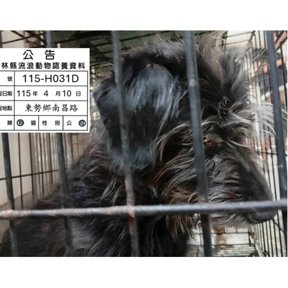 믹스견 (암컷, 성견, 검은색), 소형, 보호소 번호 …031D. 얼굴을 가까이서 본 모습이에요.