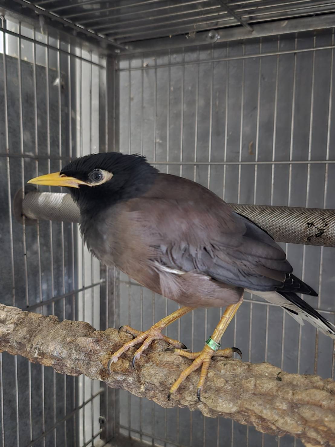 Autre croisé adulte (noir), Petit, refuge n° …4001. Plus près du visage.