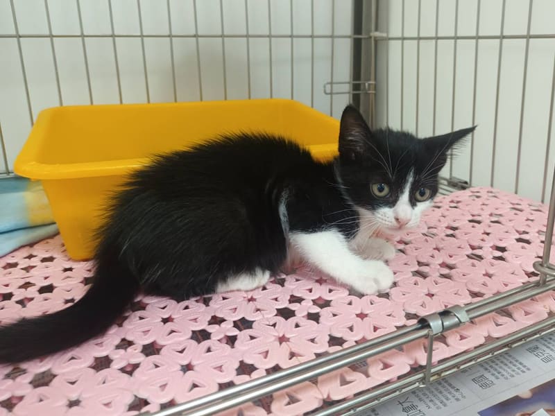 Black-and-white young female mixed-breed cat, Small, shelter no. …0801. The whole animal.
