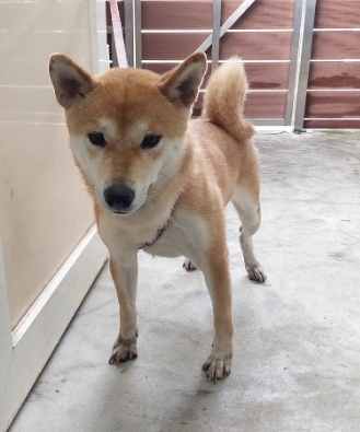 Shiba Inu hembra adulta (marrón), Mediano, refugio n.º …5002. Todo el animal.