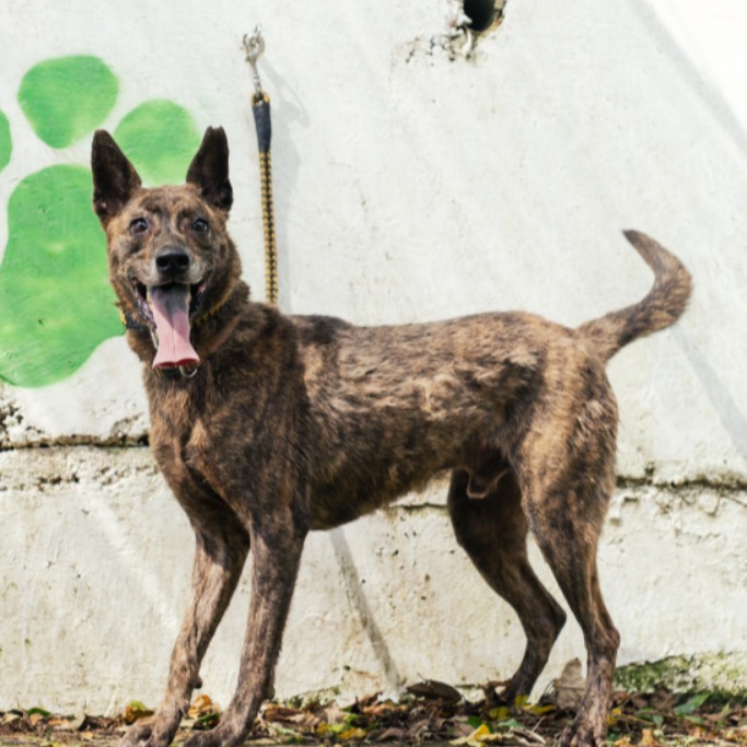 Perro mestizo macho adulto (atigrado), Mediano, refugio n.º …1606. Más cerca de la cara.