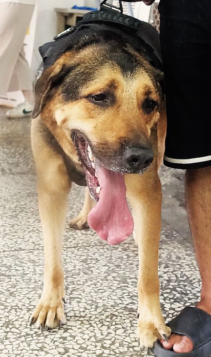 ミックス犬(オス・成犬・黒と茶)、大型, 施設番号 …0881. 顔のアップです。