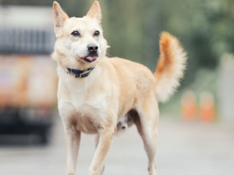 Perro mestizo macho adulto (canela y blanco), Mediano, refugio n.º …4001. Todo el animal.