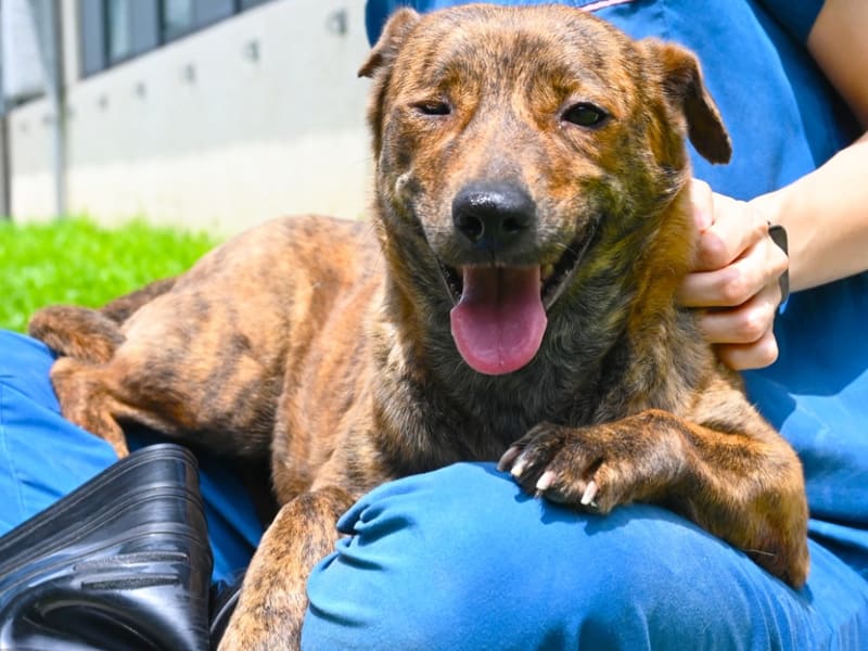 ミックス犬(メス・成犬・トラ)、中型, 施設番号 …9010. 全身です。