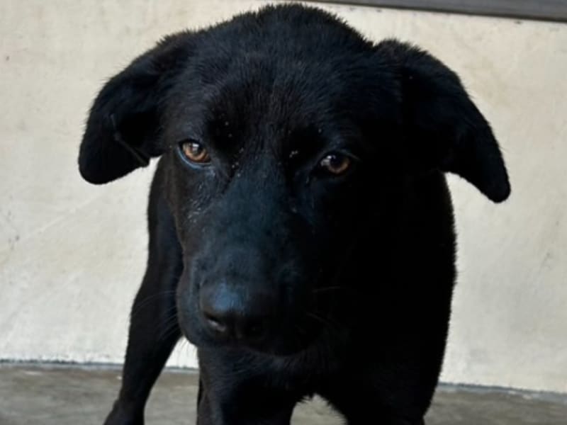 ミックス犬(オス・成犬・黒)、大型, 施設番号 …8015. 顔のアップです。