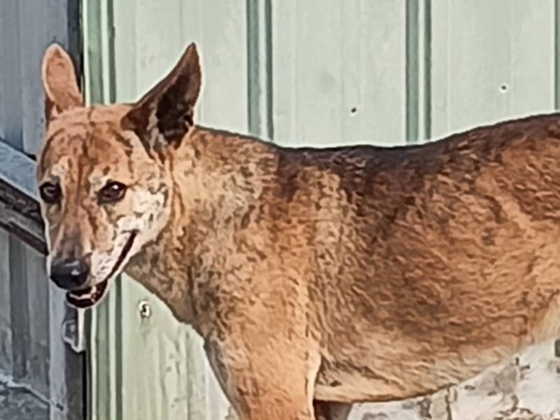 Perro mestizo macho joven (negro y canela), Grande, refugio n.º …057D. Más cerca de la cara.