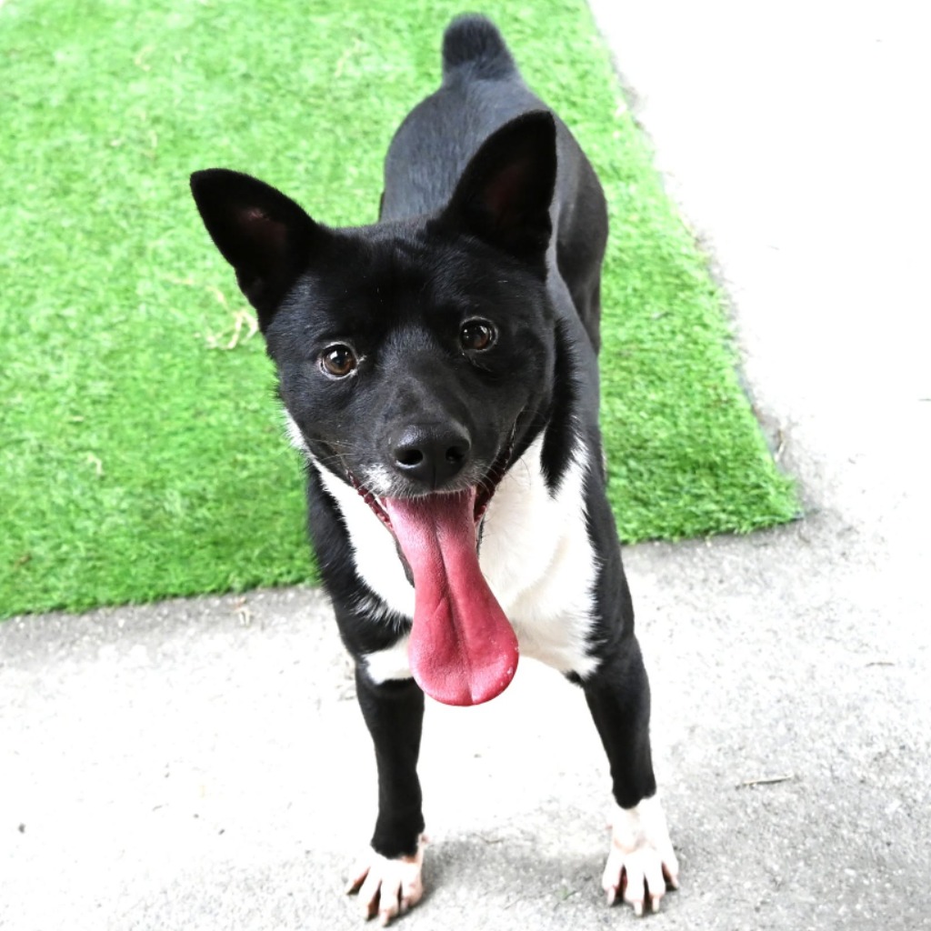 ミックス犬(オス・成犬・黒と白)、中型, 施設番号 …3004. 顔のアップです。