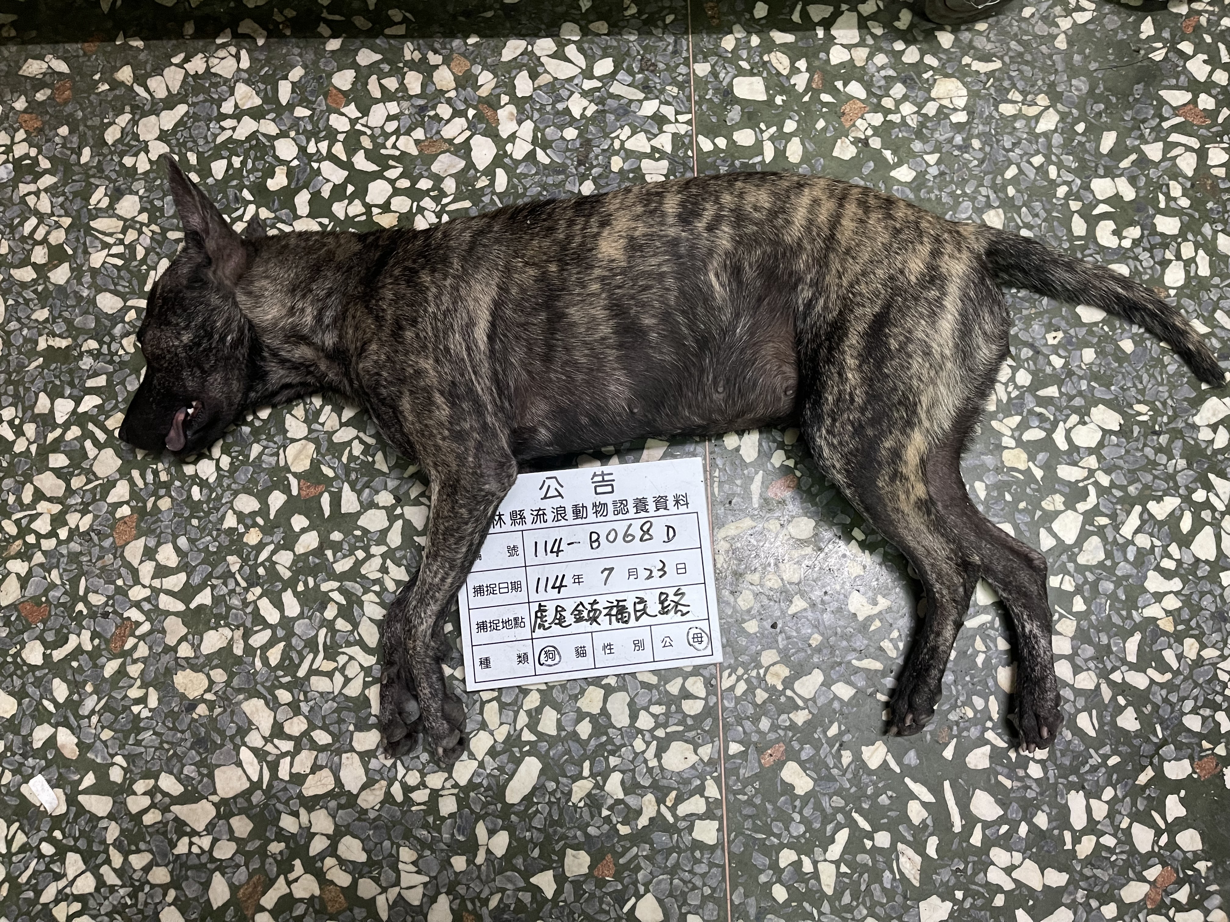 믹스견 (암컷, 성견, 줄무늬), 대형, 보호소 번호 …068D. 얼굴을 가까이서 본 모습이에요.