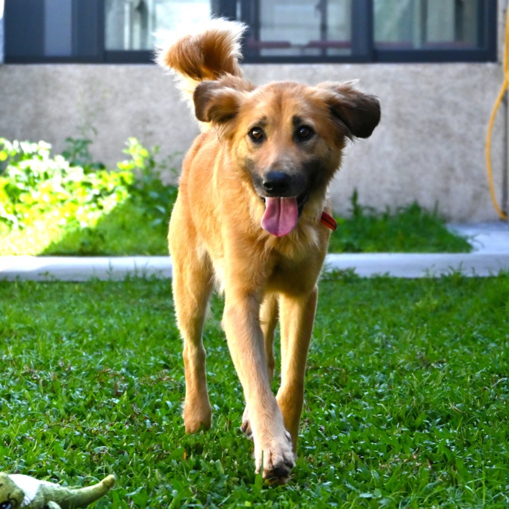 Tan adult female mixed-breed dog, Medium, shelter no. …3001
