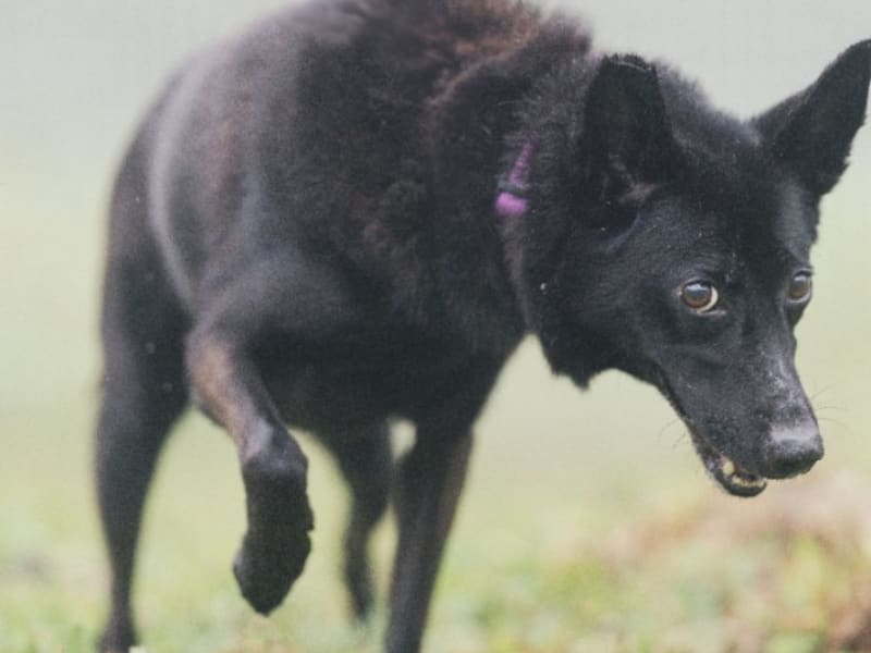 Black adult female mixed-breed dog, Medium, shelter no. …1002. Closer on the face.