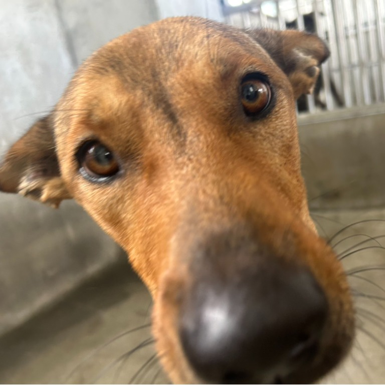 ミックス犬(オス・成犬・茶)、大型, 施設番号 …4015. 顔のアップです。
