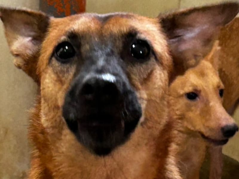 ミックス犬(メス・成犬・茶)、中型, 施設番号 …7011. 顔のアップです。