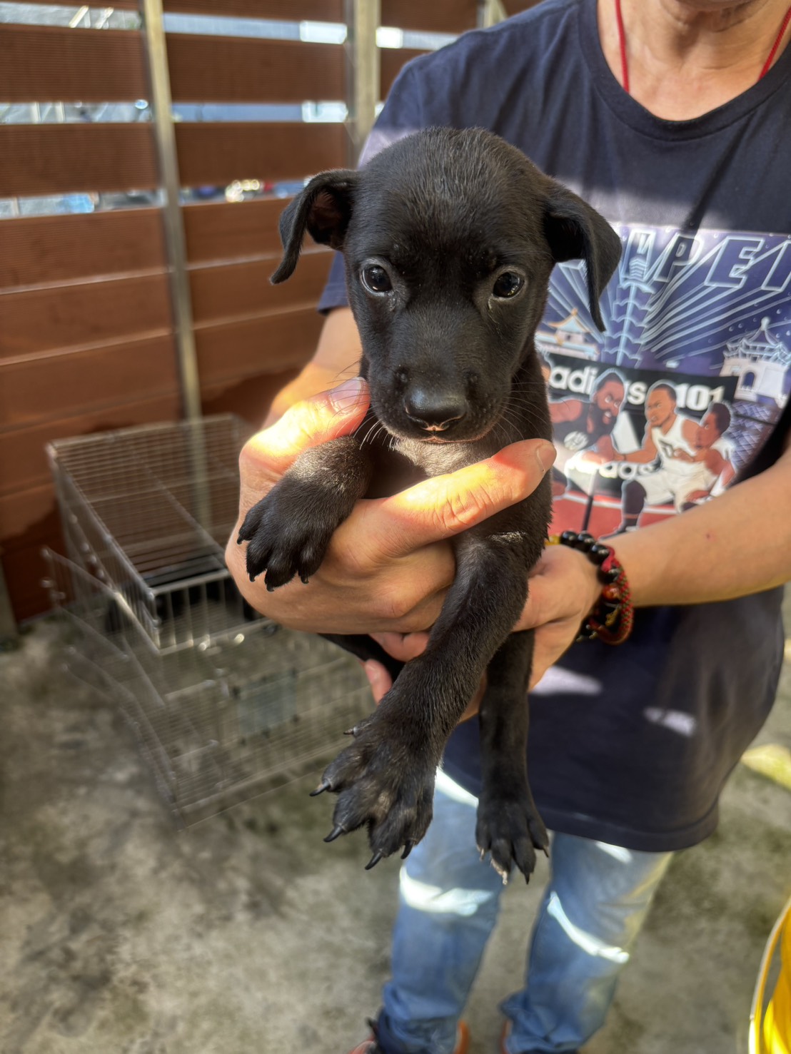 Perro mestizo macho joven (negro), Mediano, refugio n.º …5014. Todo el animal.