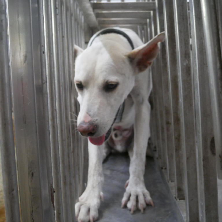 ミックス犬(オス・成犬・白)、中型, 施設番号 …2-03