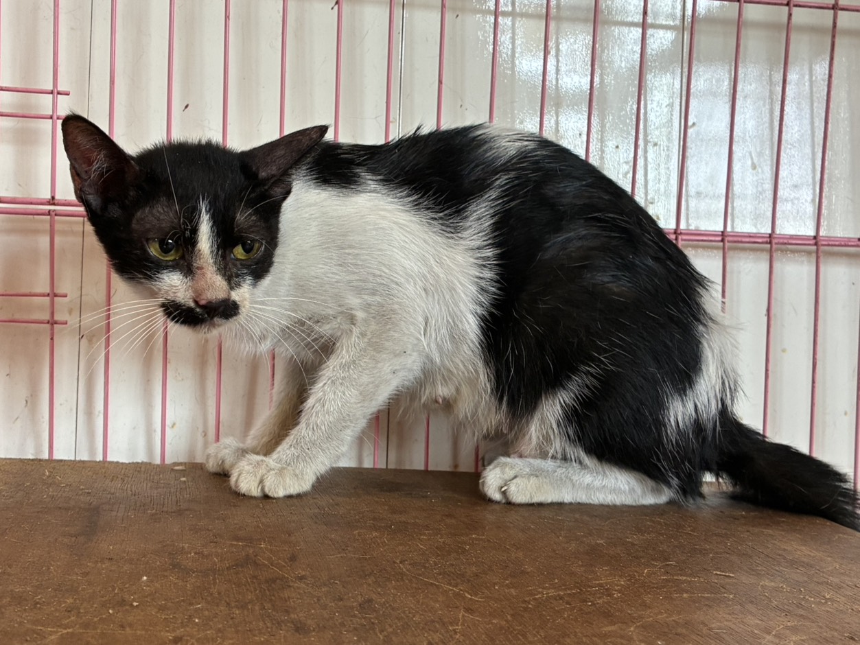 Pusang halo ang lahi (Babae, Matanda na, itim at puti), Katamtaman, blg. ng shelter …1006. Mas malapit sa mukha.