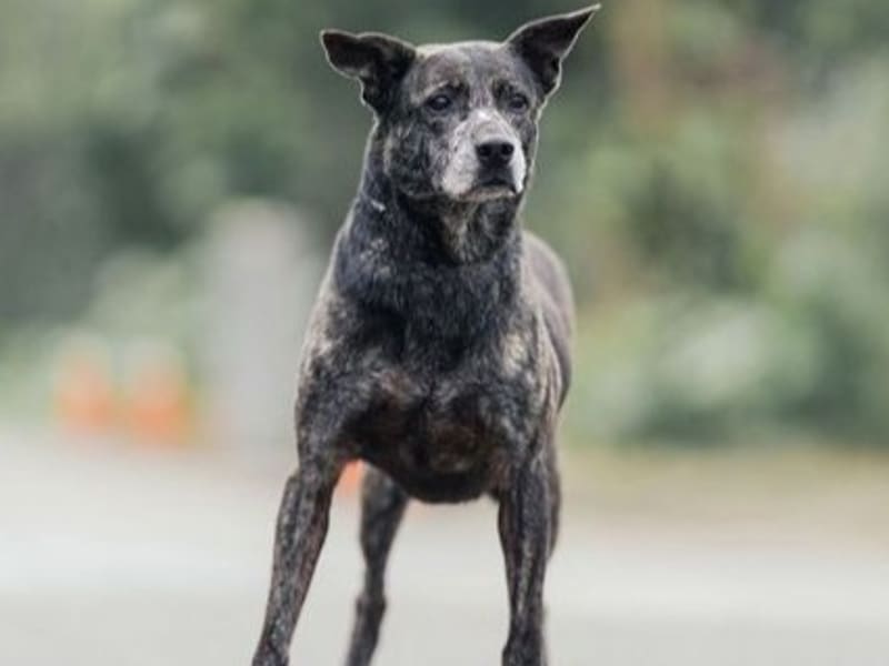 Chienne croisée femelle adulte (noir et gris), Moyen, refuge n° …3007. Tout l'animal.