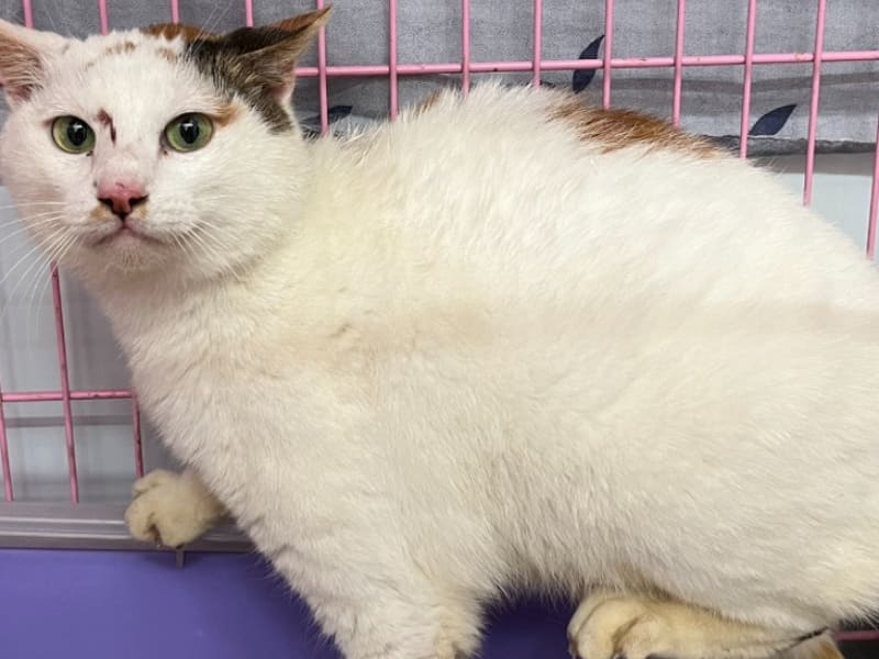 Pusang halo ang lahi (Babae, Matanda na, may guhit at puti), Katamtaman, blg. ng shelter …1203. Ang buong hayop.
