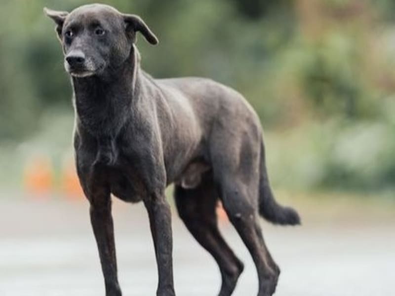 Black adult male mixed-breed dog, Medium, shelter no. …0203. The whole animal.