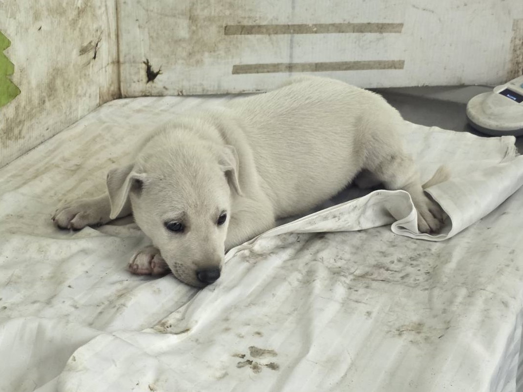 Perro mestizo macho joven (blanco), Pequeño, refugio n.º …3108. Más cerca de la cara.