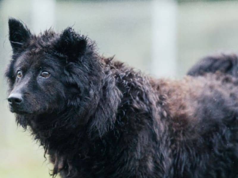 Chien croisé mâle adulte (noir), Moyen, refuge n° …1001. Plus près du visage.
