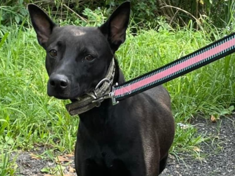 Black adult female mixed-breed dog, Medium, shelter no. …9011. The whole animal.