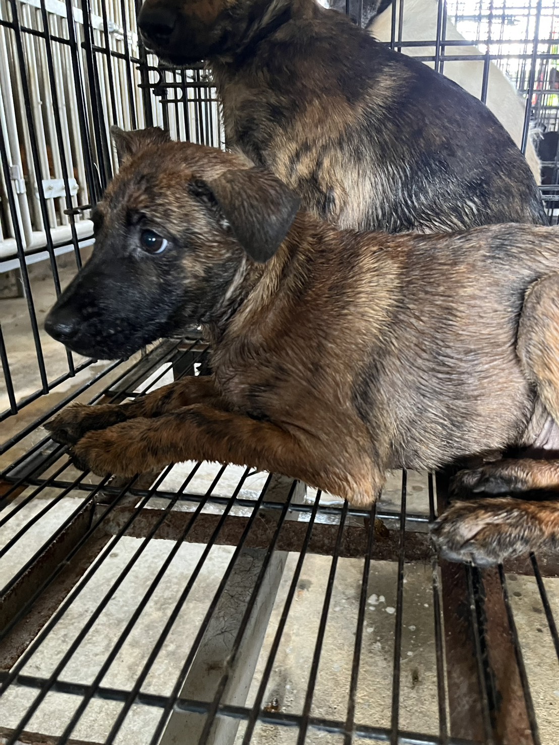 Perro mestizo macho joven (atigrado), Pequeño, refugio n.º …8012. Más cerca de la cara.