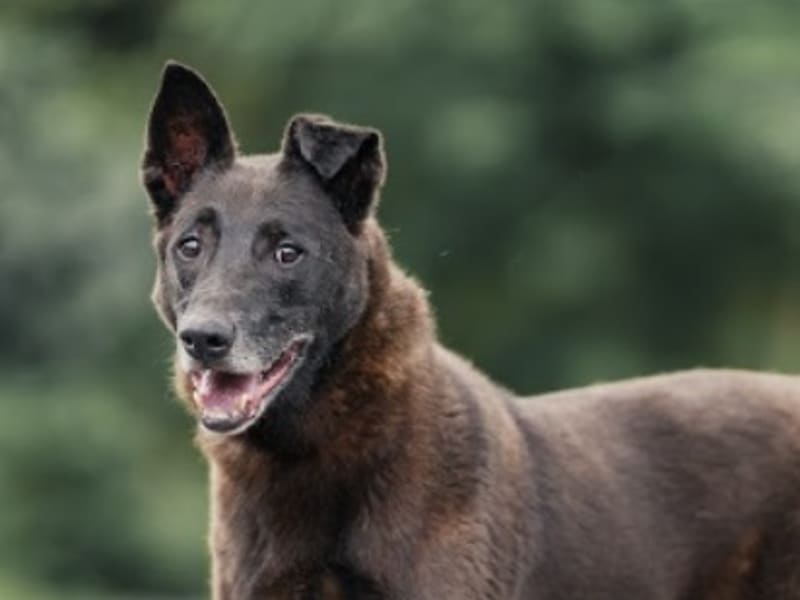Perro mestizo macho adulto (negro), Mediano, refugio n.º …7006. Más cerca de la cara.
