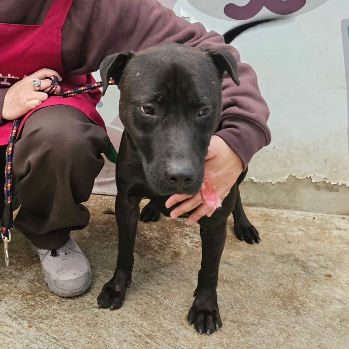 Perro mestizo macho adulto (negro), Mediano, refugio n.º …8001. Todo el animal.