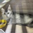 Gray young female Maine coon, Medium, shelter no. …6011. Closer on the face.