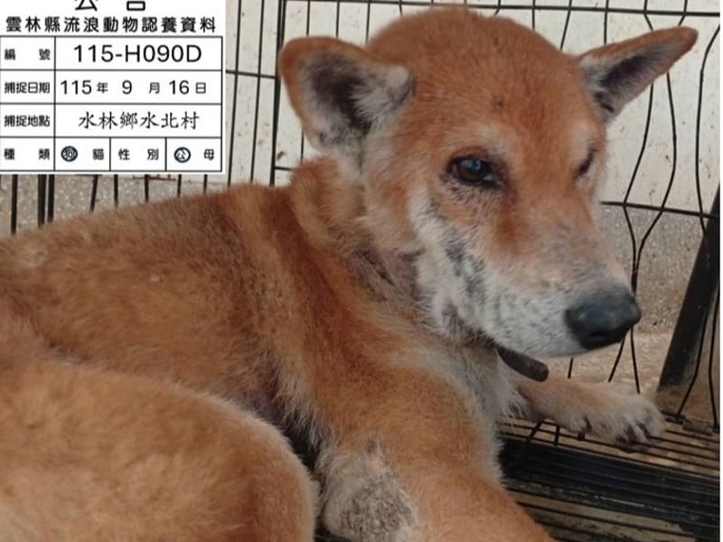 ミックス犬(オス・成犬・茶)、中型, 施設番号 …090D