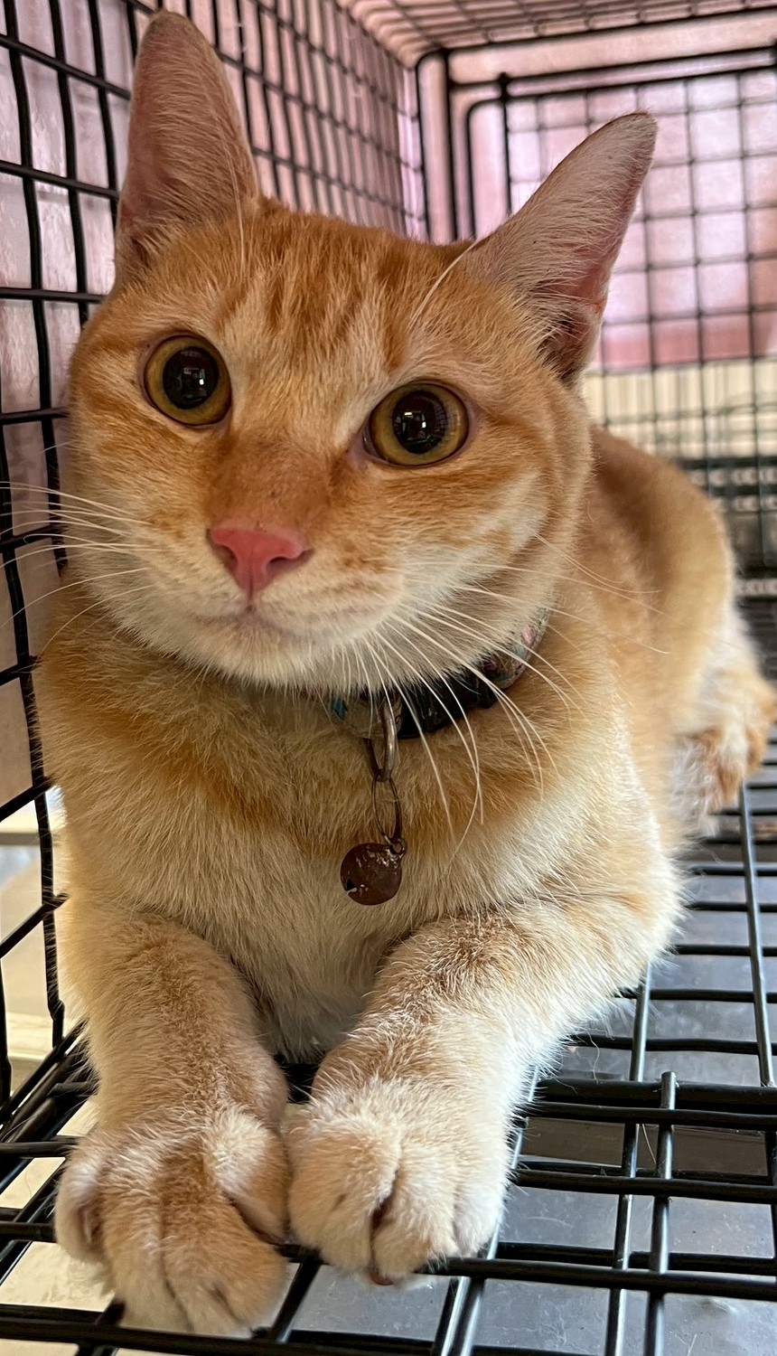 Gato mestizo macho adulto (canela y atigrado), Pequeño, refugio n.º …7012. Más cerca de la cara.