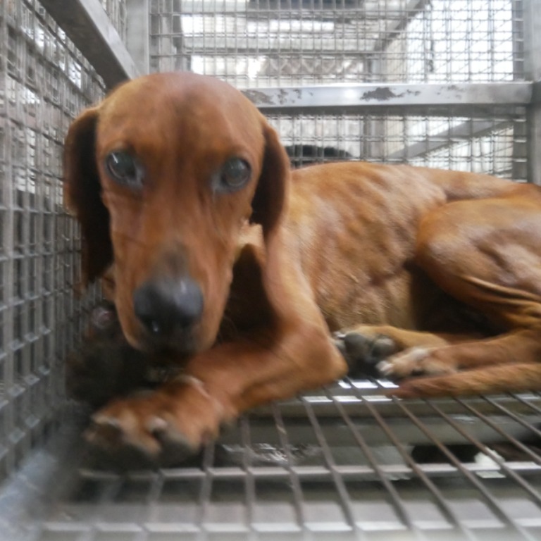 ミックス犬(メス・成犬・こげ茶)、中型, 施設番号 …7-08