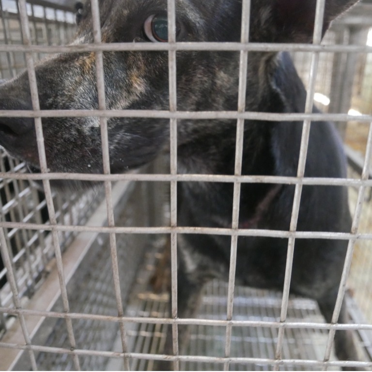 ミックス犬(メス・成犬・黒)、中型, 施設番号 …8-02