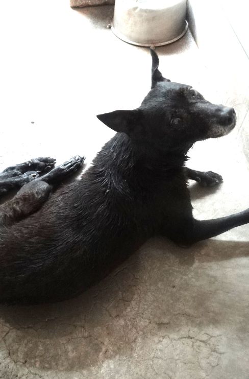 Perro mestizo macho adulto (negro), Grande, refugio n.º …1613. Todo el animal.